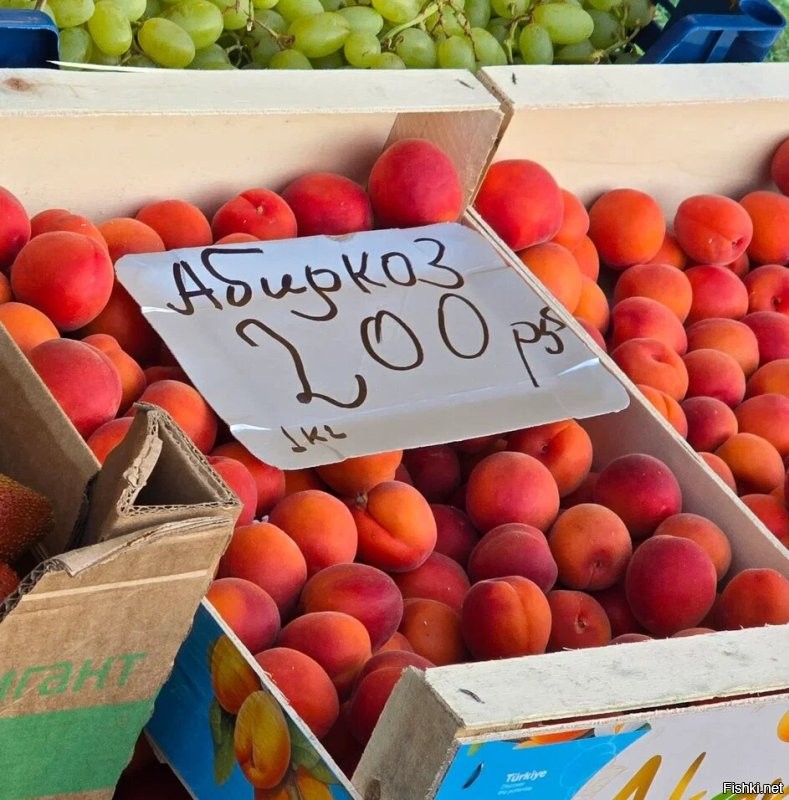 Солянка от 08.10.2025