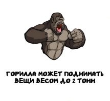 Ага, а еще они стреляют лазерами из глаз. На самом деле взрослый самец восточной гориллы может развить усилие, эквивалентное подъему 800 кг, в то время как для человека аналогичным весом была бы нагрузка в 300 кг. (кстати существуют два вида горилл восточная (Gorilla beringei) и западная (Gorilla gorilla) гориллы, причем последние мельче и слабее)
