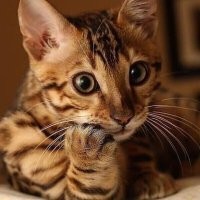 20 животных, изяществу и грации которых позавидует любая модель