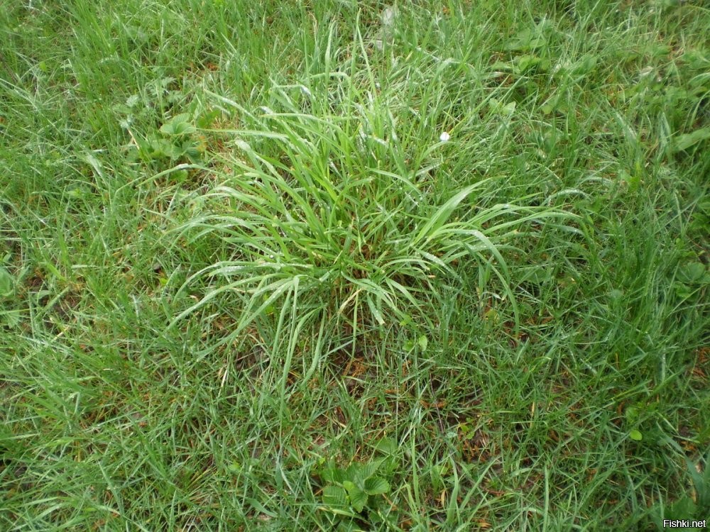 я бы назвал "Пырей ползучий"