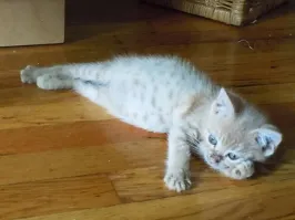 А вдруг я лев?