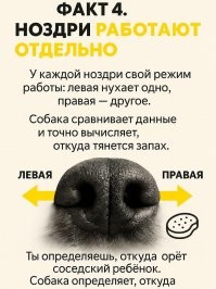 Откуда, куда, зачем, почему, в данном случае собака видимо еще не определилась