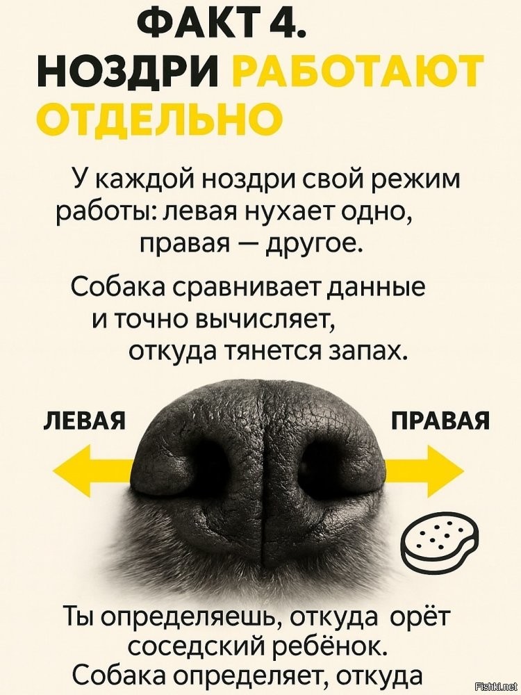 Откуда, куда, зачем, почему, в данном случае собака видимо еще не определилась