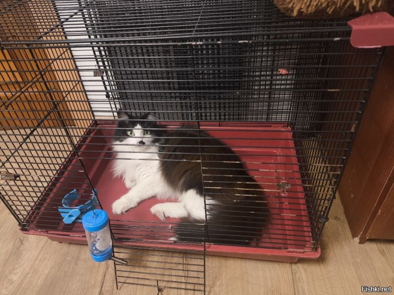 Живут по нашим меркам мало.
Позавчера крыс дочери ушел к ней. Пережил хозяйку на 2,5 года - это больше средней продолжительности жизни белых крыс.
Кошка дочери заняла место её крысы.