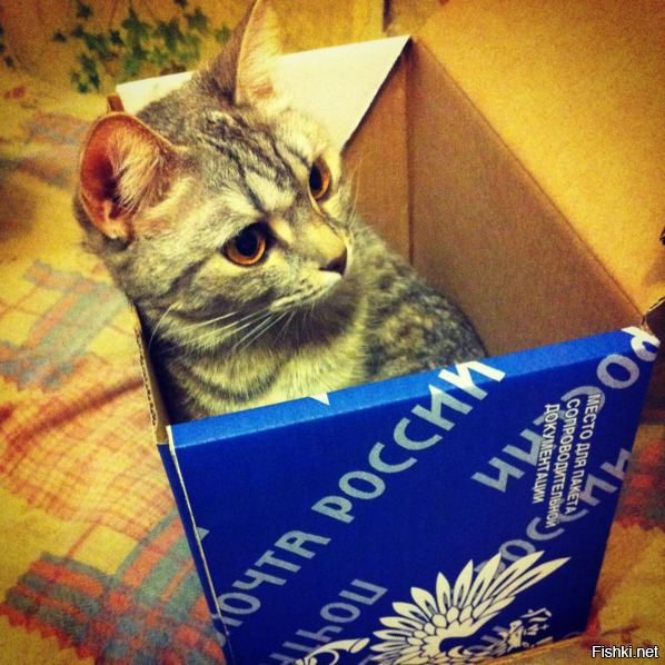 Солянка от 09.10.2025