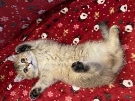 У моей котюни то же лапы чёрные