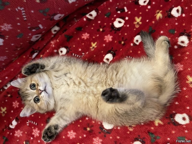 У моей котюни то же лапы чёрные