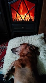 ну таксы любят комфорт :)  моего в пасмурную погоду в принципе не заставишь гулять.