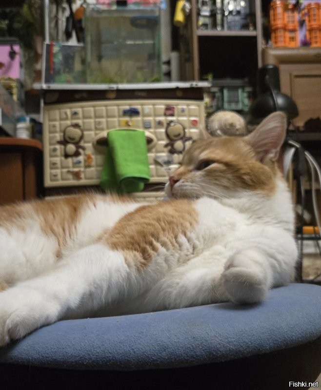 Домой вечером приходим, а у аквариума крышка сдвинута. При ближайшем обследовании на краю аквариума нашла белую шерсть! К природе тянулся, сКот! Это ж не то что в мисочке - тут вода вкуснее!