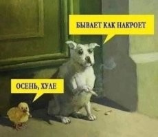 Скрины из соцсетей