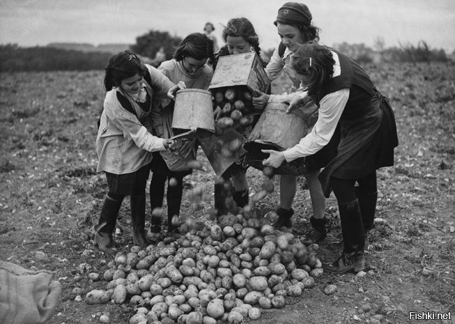 С детства помню, выкапывали морковь и картошку, рассыпали на земле, на солнышке сушиться.