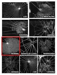 Пауки тоже в деле