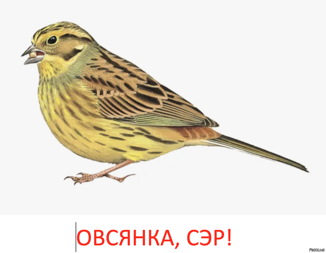 Солянка от 10.10.2025
