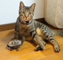 В глазах кота к хозяину застыл немой вопрос:
- За что мне это? 
- Лучше пылесос