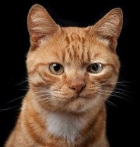 Честно говоря, не понимаю тех кожаных, которые заводят черепах.
Они же не помурлычут тебе на ушко, не улягутся у тебя под бочком, массажик не сделают.