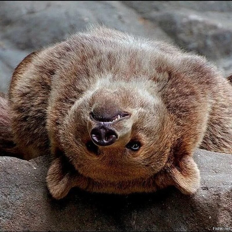 Солянка от 11.10.2025