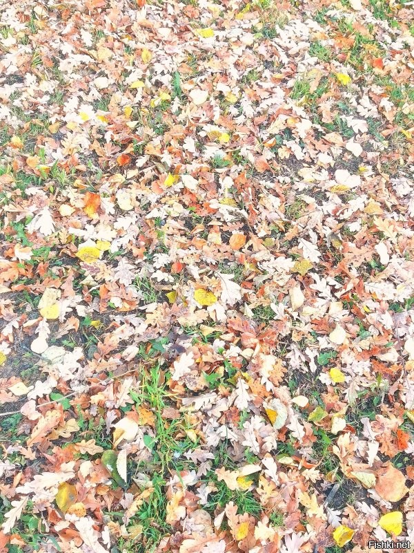 Солянка от 11.10.2025