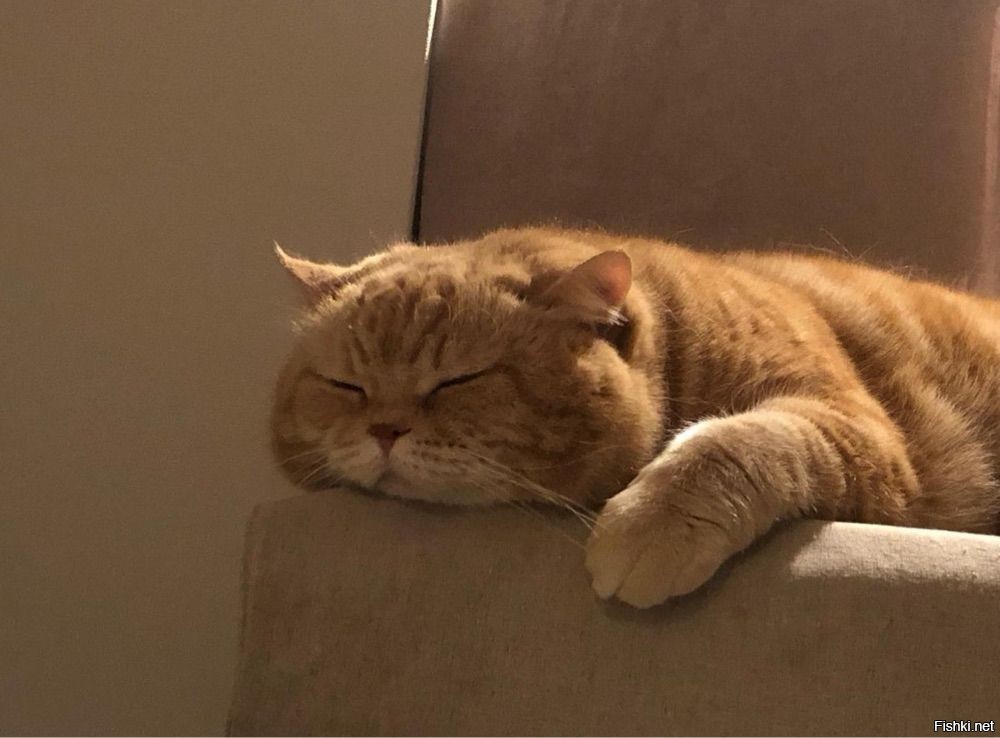 Солянка от 11.10.2025