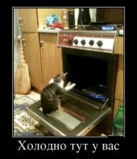20 котоисторий о том, в каких местах и за какими занятиями пушистые предпочитают проводить осень