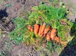 Как происходит уборка моркови на поле