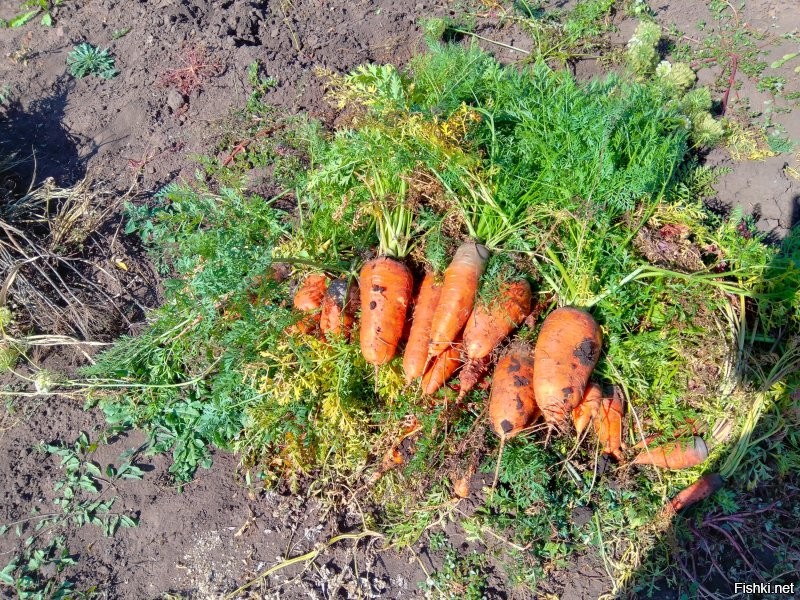 Как происходит уборка моркови на поле