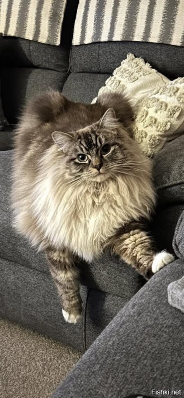 Солянка от 10.10.2025