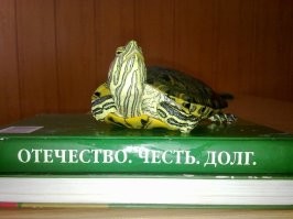 У нас в Охране (Караул) была черепашка-боевая подруга.
Радовала глаз. Моральная таки разгрузка.
Из расходников основных был корм. 
Ну и воду менять по мере загрязнения.