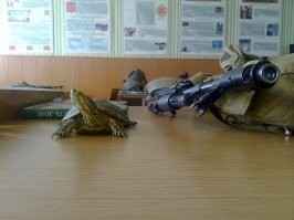 У нас в Охране (Караул) была черепашка-боевая подруга.
Радовала глаз. Моральная таки разгрузка.
Из расходников основных был корм. 
Ну и воду менять по мере загрязнения.