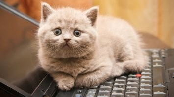 Компания по ошибке предложила на торгах 999 квинтиллионов рублей за «Дом быта» и теперь обязана выплатить всю сумму