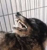 Нормальная такая хлеборезка, руку оттяпает за милую душу!