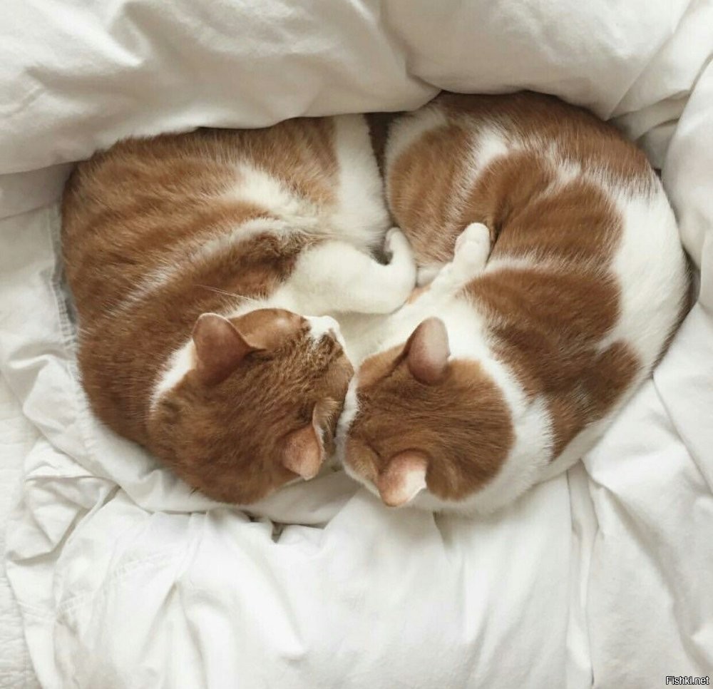 Солянка от 12.10.2025