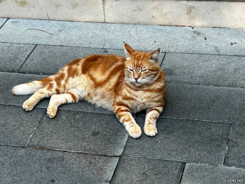 Солянка от 11.10.2025