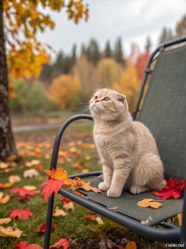 Солянка от 12.10.2025