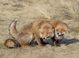 Зачем собаки и волки кусают друг друга за морду?