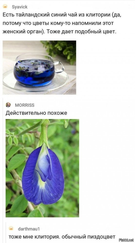 20 фотографий, демонстрирующих таланты созданий природы в искусстве маскировки