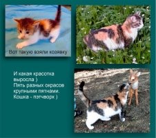 У нас тоже есть кошка-пазл )