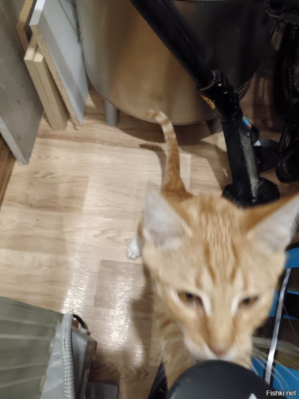 Качество шакальное. Месяц кошкорбай жил на утепленном балконе.