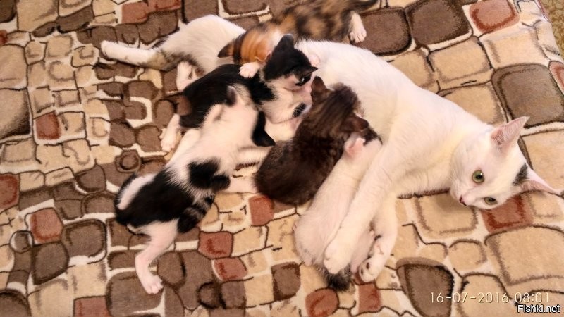 Кошачья версия...