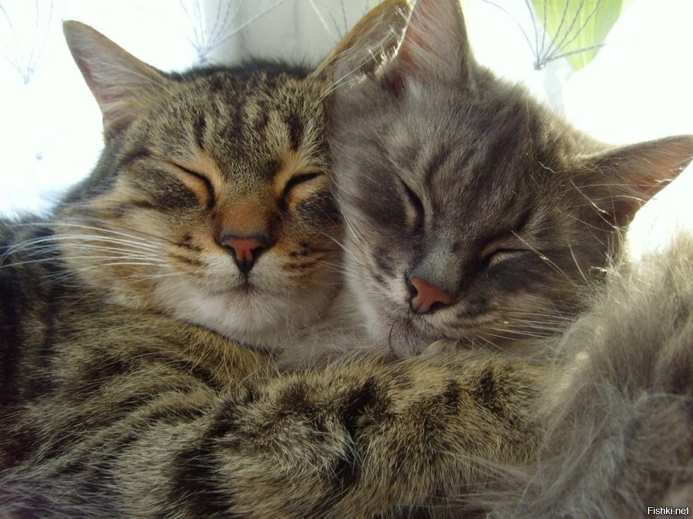 Солянка от 14.10.2025