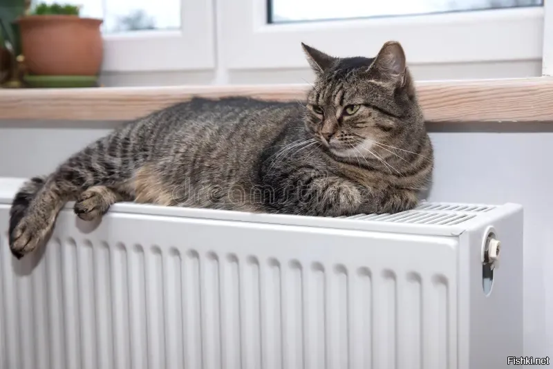 Солянка от 14.10.2025