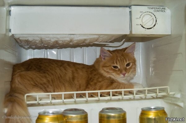 Солянка от 14.10.2025