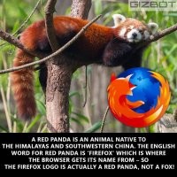 Все люди привыкли считать, что на иконке браузера Firefox изображена "огненная лисица", однако они ошибаются. Малая панда, или же, красная панда, которая обитает в Гималаях, на юго-западе Китая, произносится на английском как Firefox, именно этим животным вдохновились разработчики знаменитого одноимённого браузера.