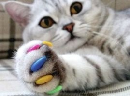 Не-не-не-т  маникюр, это уже забота внучки. А вообще-то это накладки на когти кошке. Ветеринары считают антицарапки негуманным методом, который лишает котов естественной потребности стачивать коготки.