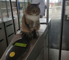 Коты работяги.