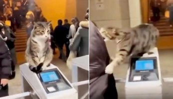 Коты работяги.