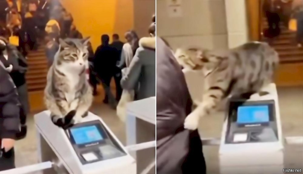 Коты работяги.