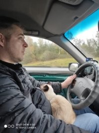 Тайская порода, они действительно заботливые но независимые и немного охранники. На даче дети во дворе гуляют. Наша "тайка" Муся сидит повыше и следит за малышней. Участок крайний у леса, бывало собаки забегали тогда кошка их прогоняла. На руки взять можно но при первой возможности сбежит, когда захочет сама приходит. На фото Муся меня все лето не видела, всю дорогу с дачи до дома на мне сидела, соскучилась.
