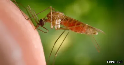 Животное, которое убивает больше всего людей.