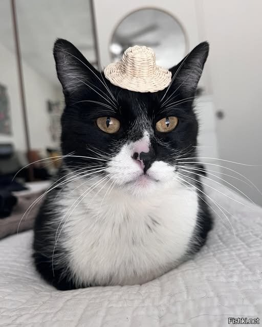 Солянка от 14.10.2025