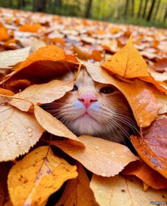 Солянка от 15.10.2025